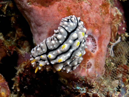  Phyllidia elegans (Sea Slug)